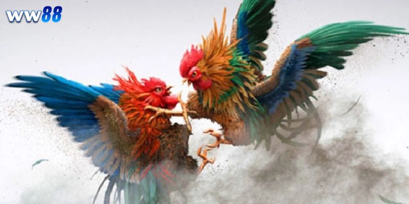 Chiến Thuật Chơi Đá Gà Tinh Tế, Cược Là Thắng